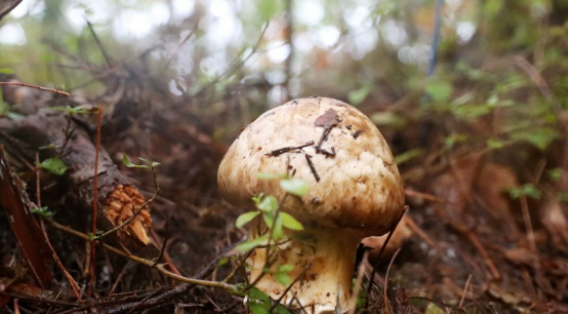 圖片關鍵詞 https://mmbiz.qpic.cn/mmbiz_png/ib6gHnfia6OolNakkZbibNXSFqx9V5fZlzrU6DoELpic3HLfFCaicgogqKTD0HdktkD77muQM2AC0m9EH7chWlxa79Q/640?wx_fmt=png