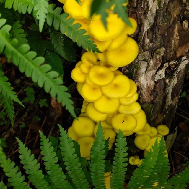 國家蘑菇地理：中國哪里的蘑菇最好吃？