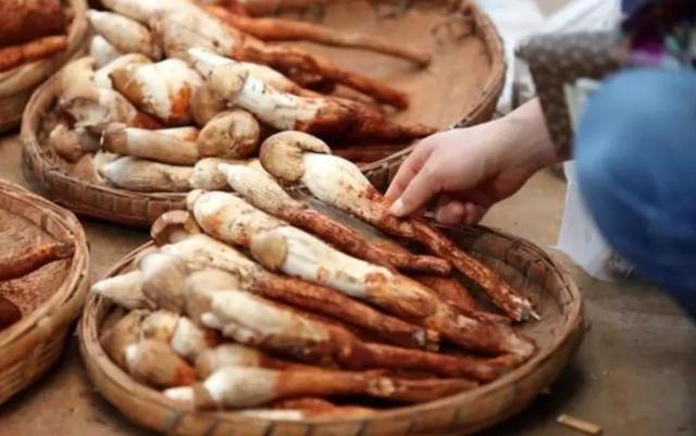 國家蘑菇地理：中國哪里的蘑菇最好吃？