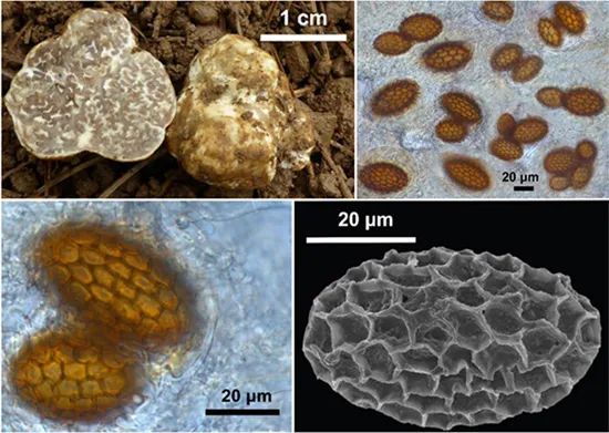 圖片關鍵詞 https://mmbiz.qpic.cn/mmbiz_jpg/OnRbAd1HL46wHKePT9jqeAiaZCvVaojNib8aVicGUiawLlk6C2HtAuCzsoKKZoF44EOxyeicibMPVxIZR4CocbGTchJw/640?wx_fmt=jpeg