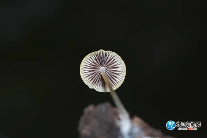 圖片關鍵詞 圖片關鍵詞